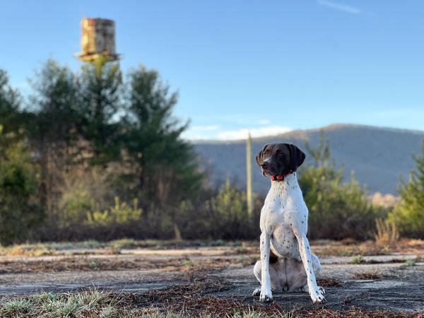 /Images/uploads/Southeast German Shorthaired Pointer Rescue/segspcalendarcontest/entries/31053thumb.jpg